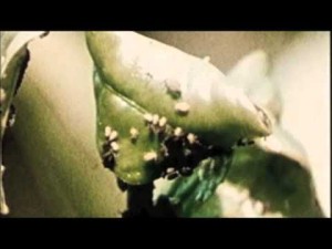 Dancing-Aphids-Radar-Excitation