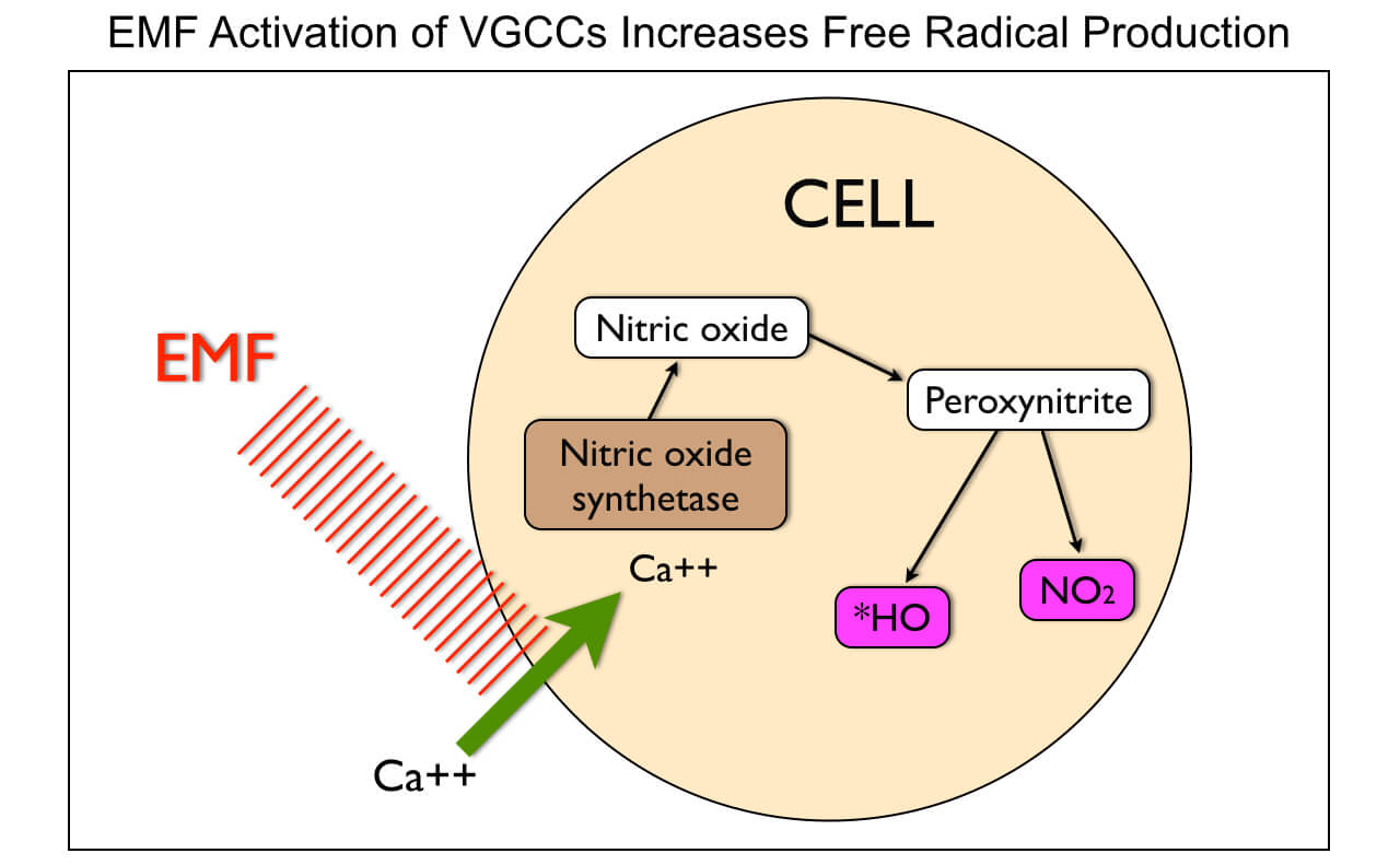 EMF and VGCCs